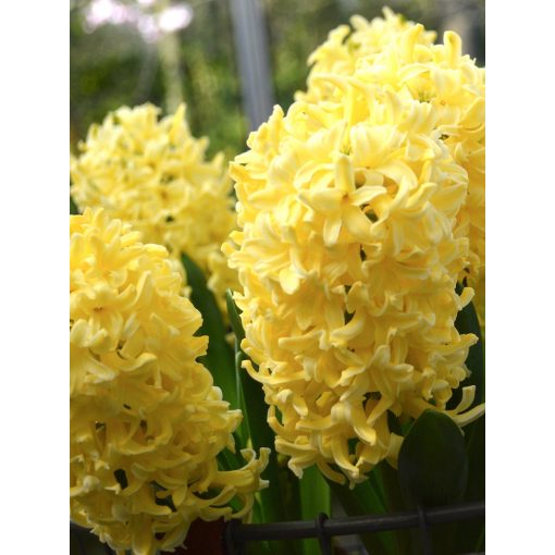 Hyacinthus Yellow Queen - Jácint