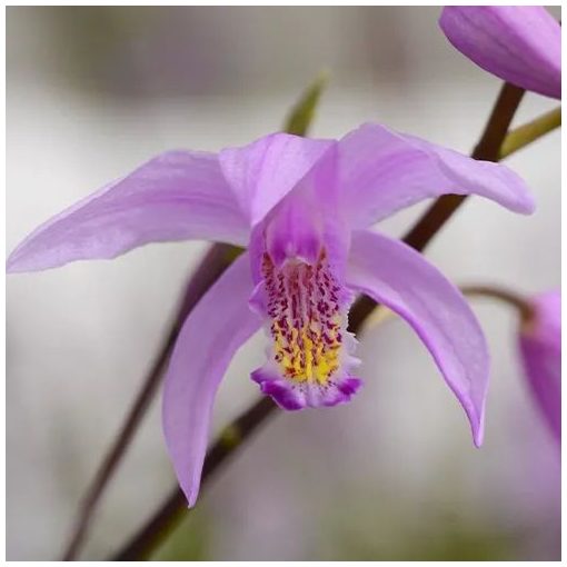 Bletilla Penway Brigantes - Jácintorchidea