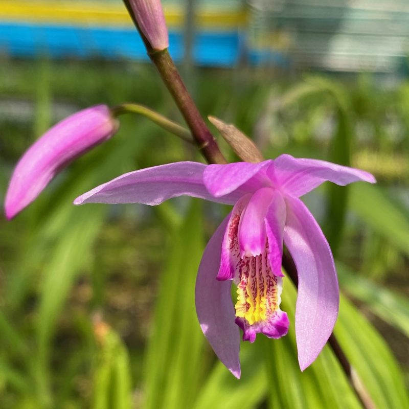 Bletilla Penway Dragon (p9*9) - Jácintorchidea - Királykert