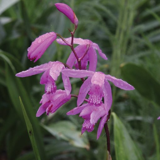 Bletilla striata - Jácintorchidea