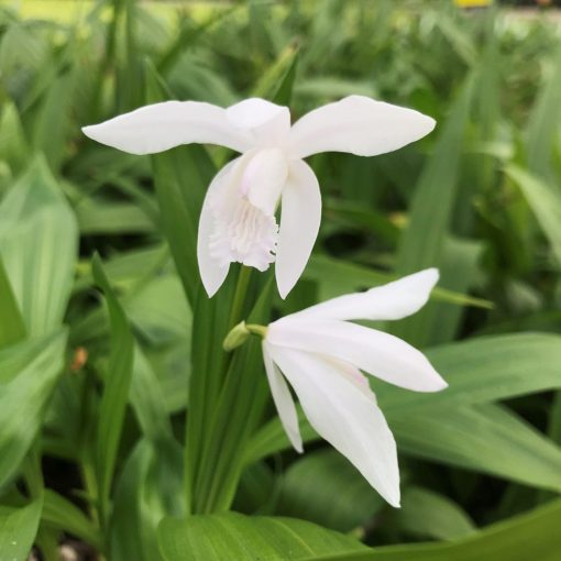 Bletilla striata Alba - Jácintorchidea