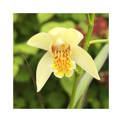 Bletilla striata Yellow - Jácintorchidea