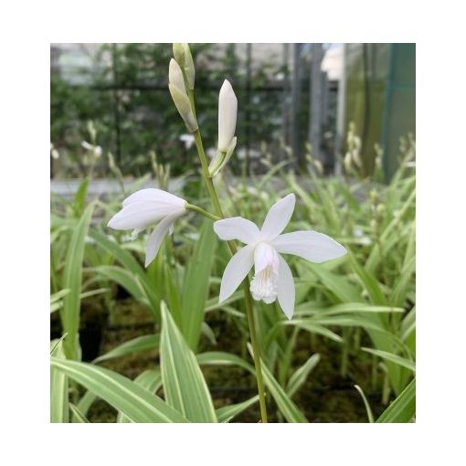 Bletilla striata variegata Alba - Jácintorchidea