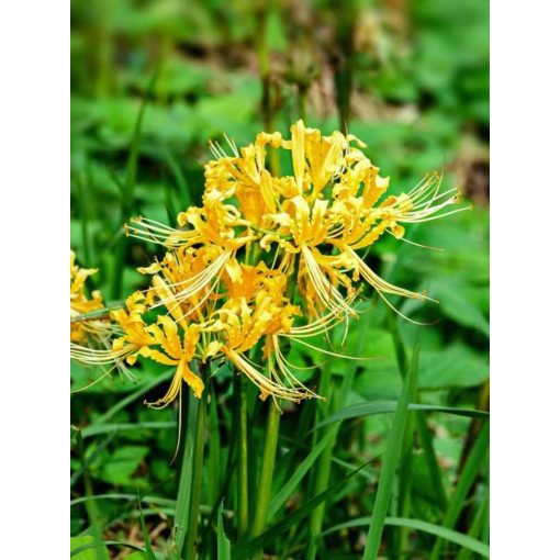 Lycoris aurea - Japánamarillisz