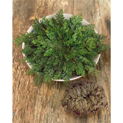 Selaginella lepidophylla - Jerikó rózsa