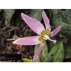 Erythronium dens-canis Pink Perfection - Kakasmandikó