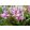 Erythronium dens-canis Rose Queen - Kakasmandikó
