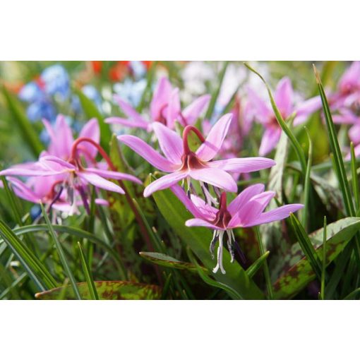 Erythronium dens-canis Rose Queen - Kakasmandikó