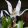 Erythronium dens-canis Snowflake - Kakasmandikó