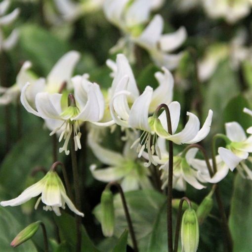 Erythronium tuolumnense White Beauty - Kakasmandikó