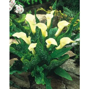 Zantedeschia Albomaculata - Kála