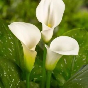 Zantedeschia Calgary - Kála