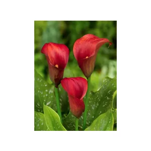 zantedeschia-Callafornia-Red