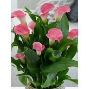 Zantedeschia Captain Samba - Kála