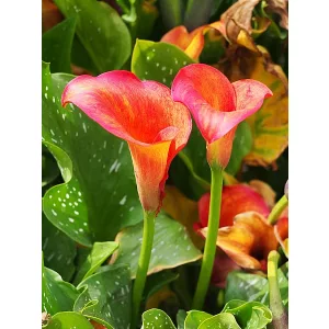 Zantedeschia Captain Trinity - Kála