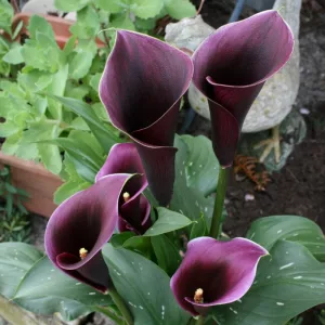 Zantedeschia Caruso - Kála