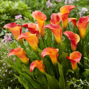 zantedeschia-Flame