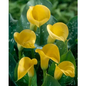 Zantedeschia Florex Gold - Kála