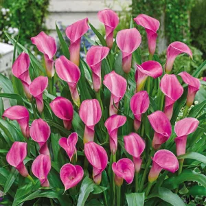 zantedeschia-Garnet-Glow