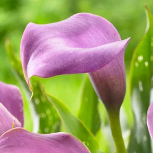 zantedeschia-Grape-Velvet