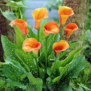 Zantedeschia Mango - Kála