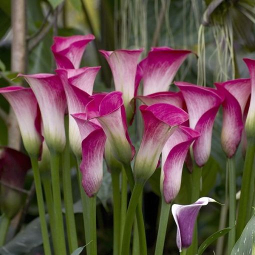 zantedeschia-peppermint-twist