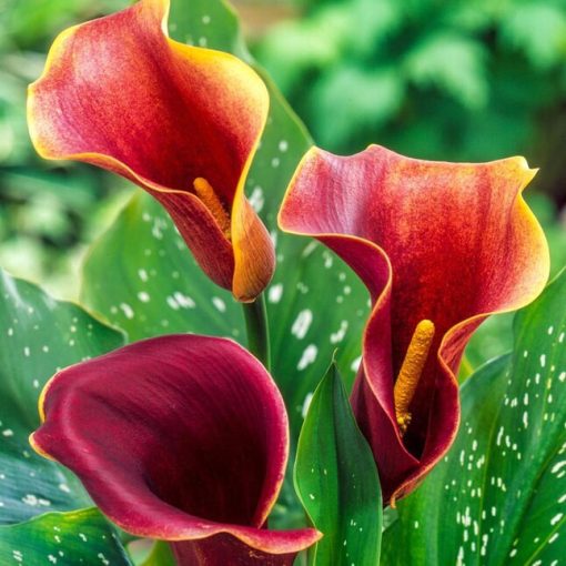 Zantedeschia Purple Haze - Kála