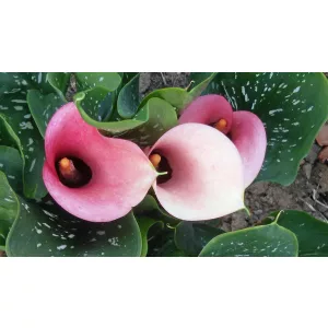 Zantedeschia Rose Queen - Kála