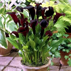 Zantedeschia Schwarzwalder - Kála