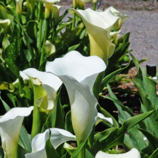 Zantedeschia Snow Storm (16/+) - Kála