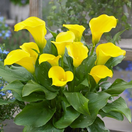 Zantedeschia Solo - Kála