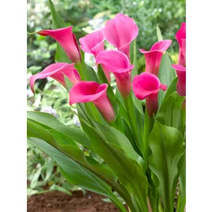zantedeschia-Wild-Salmon