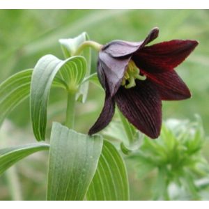 Fritillaria camschatcensis - Kamcsatkai kockásliliom