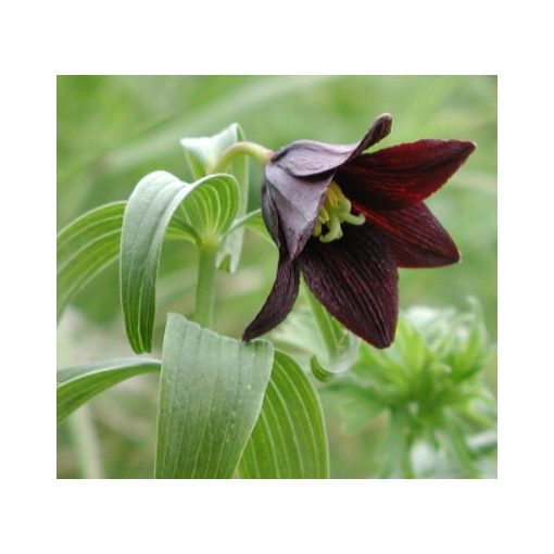 Fritillaria camschatcensis - Kamcsatkai kockásliliom