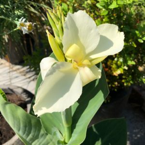 Canna Alaska (I.) - Kannavirág