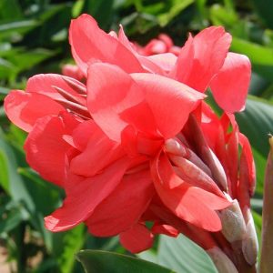 canna-Crimson-Beauty