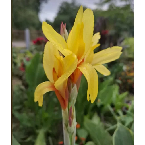 Canna Fiesta (I.) - Kannavirág