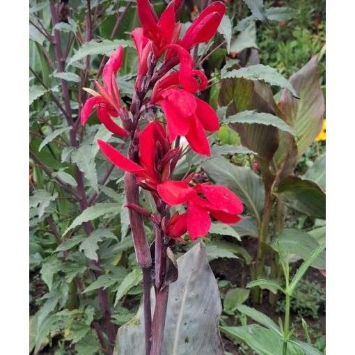 Canna Futurity Red (I.) - Kannavirág