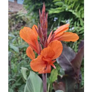 Canna Ingeborg (I.) - Kannavirág