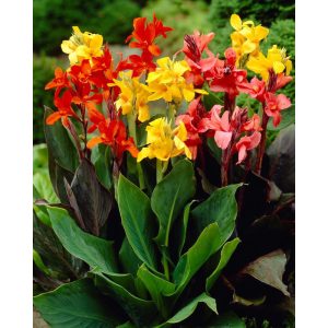 Canna MIX (I.) - Kannavirág