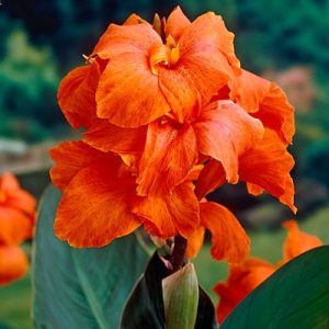 canna-Orange-Beauty