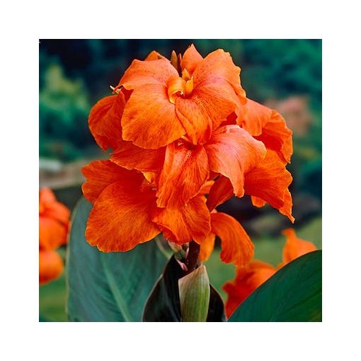 canna-Orange-Beauty