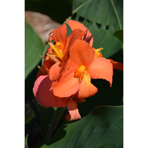 Canna Orange Shades - Kannavirág