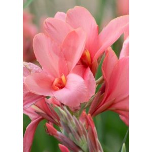 Canna Orchid - Kannavirág