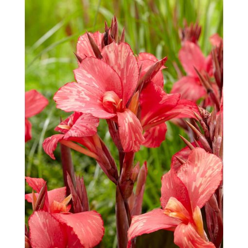 Canna Pink Paradise - Kannavirág