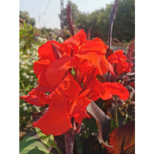 Canna Red Cleopatra - Kannavirág