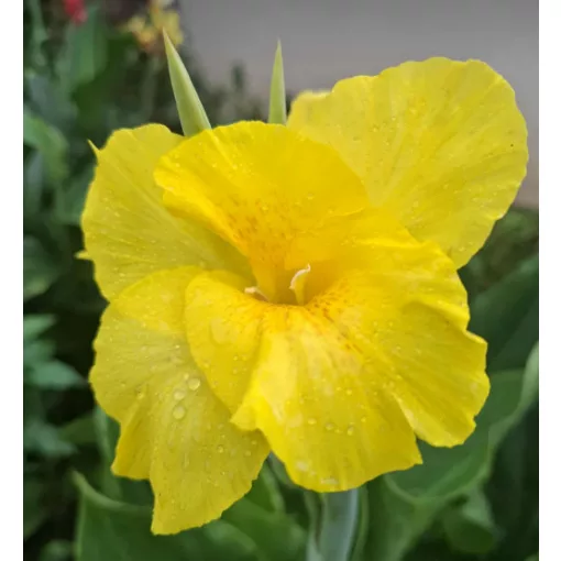 Canna Richard Wallace (I.) - Kannavirág