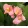 Canna Salmon Beauty (I.) - Kannavirág