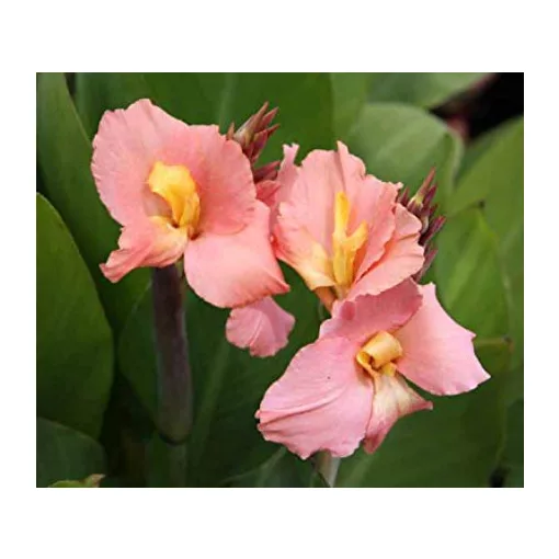 Canna Salmon Beauty (I.) - Kannavirág