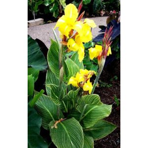 Canna Striped Beauty - Kannavirág